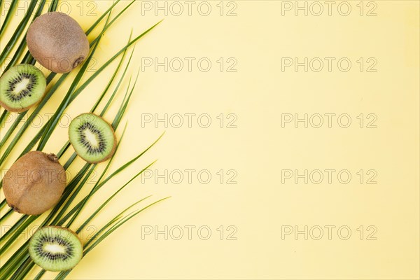 Fresh green plant leaves kiwi