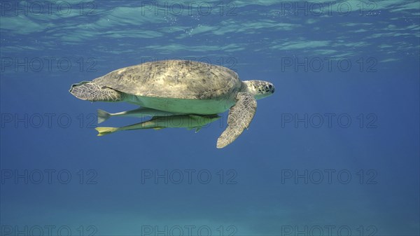 Great Green Sea Turtle