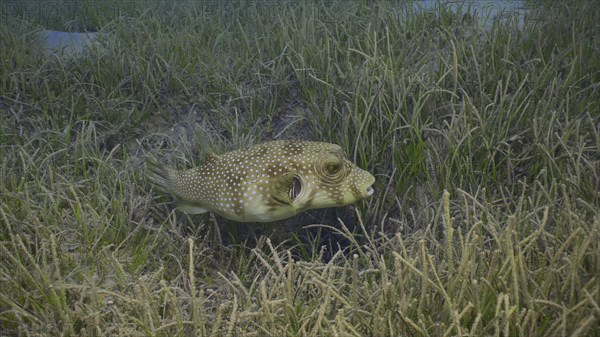 Broadbarred Toadfish or White-spotted puffer