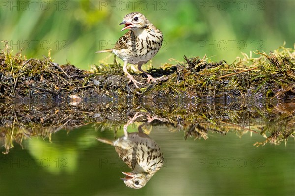 Tree Pipit