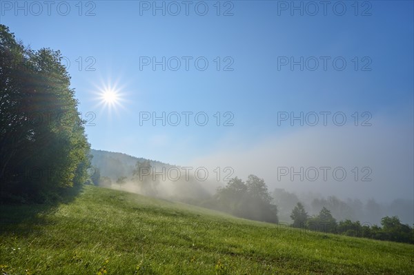 Meadow landscape