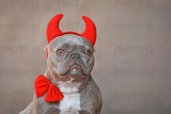 Portrait of French Bulldog dog wearing red devil horns and bow tie in front of gray background