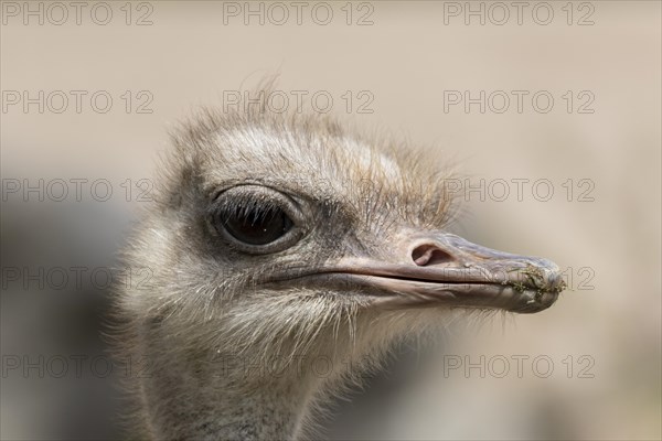 South African ostrich