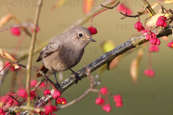 Common redstart