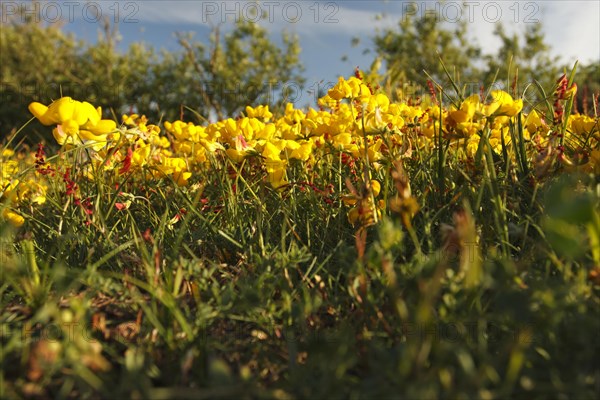 Bird's-foot trefoil