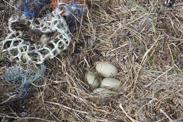 Litter from the sea