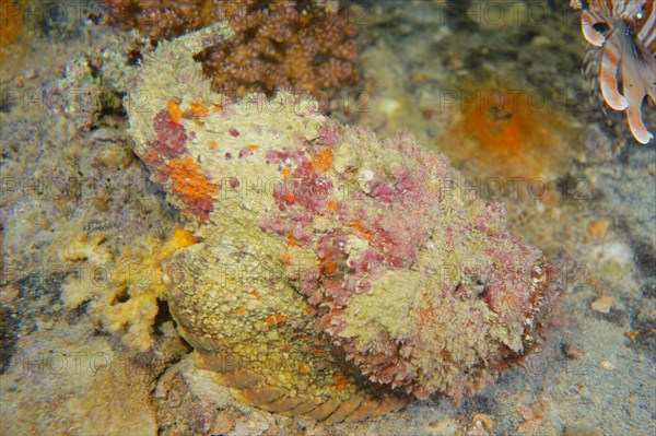 Reef stonefish