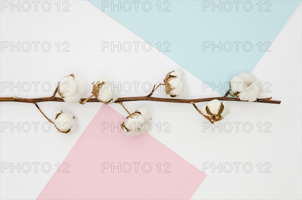 Flat lay cotton flowers colourful background
