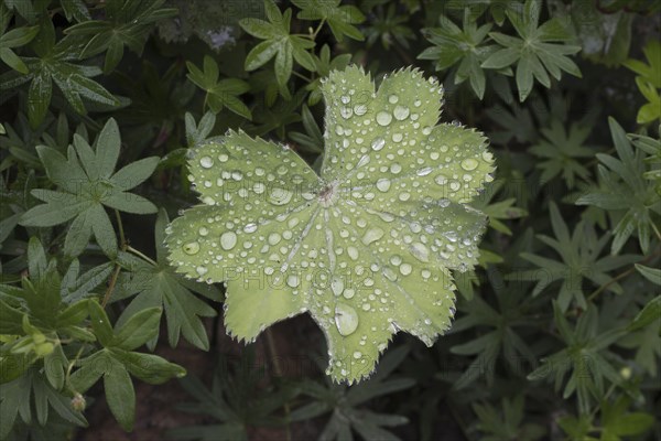 Lady's mantle