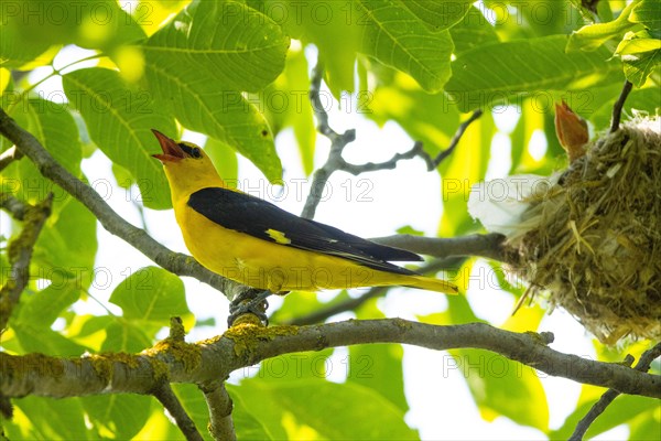 Eurasian golden oriole