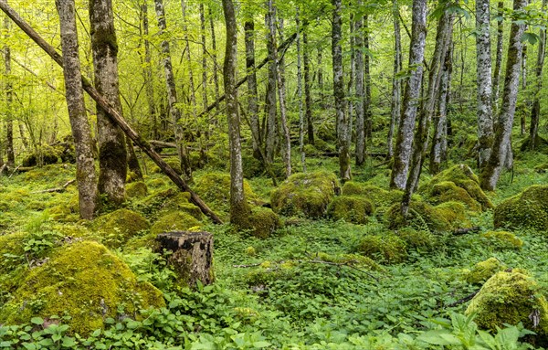 Birch forest at Obersee