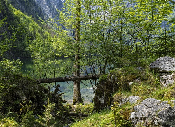 Landscape and nature reserves around the Obersee