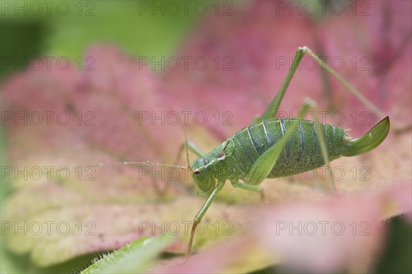 Speckled bush-cricket