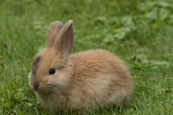 Dwarf rabbit