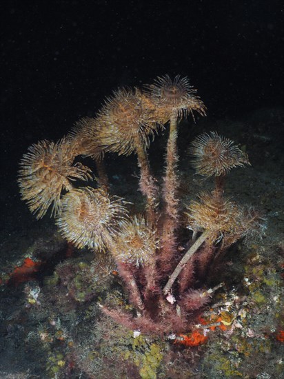 Mediterranean fanworm