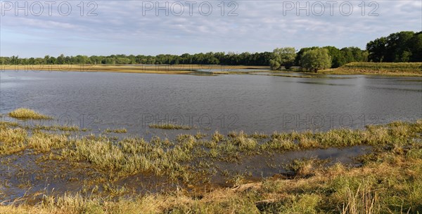 Summer floods in the alluvial forest