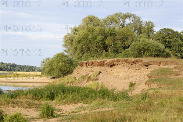 Sand martin