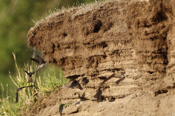 Sand martin