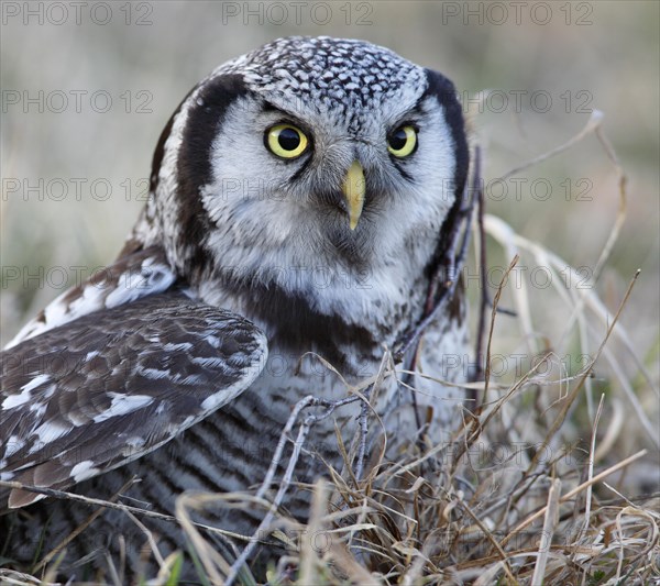 Northern hawk owl