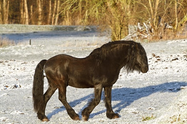 Stallion of a Friesian