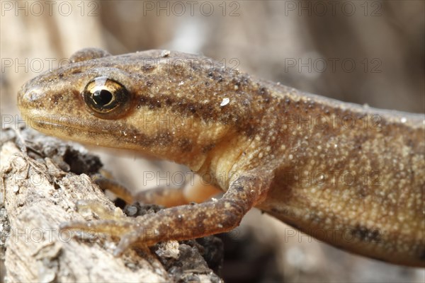 Common newt