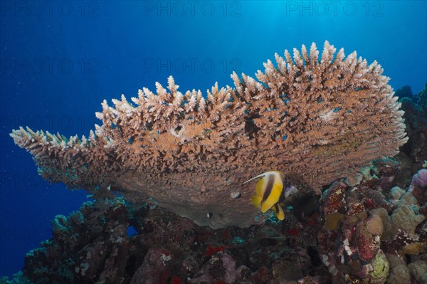 Pharaoh antler coral