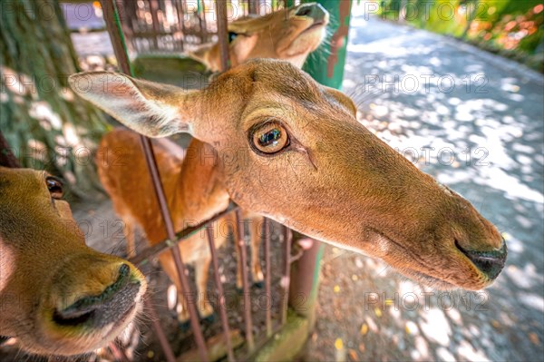 Head of a roe deer Fallow deer