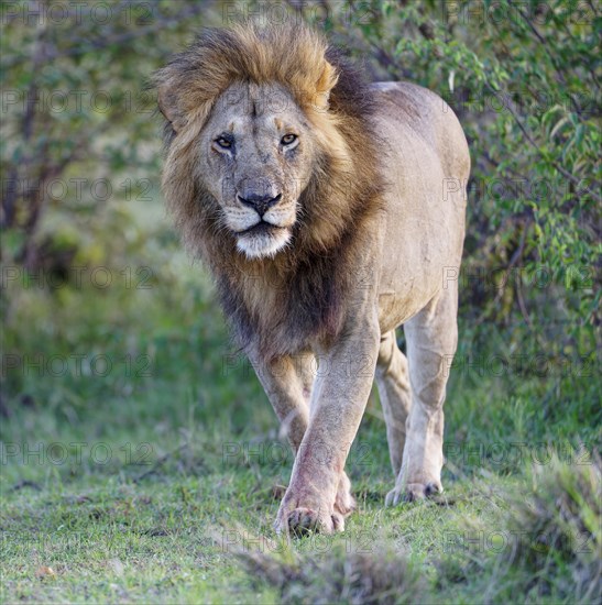 Maned lion