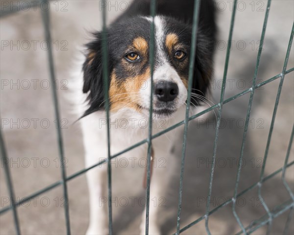 Sad rescue dog fence adoption shelter