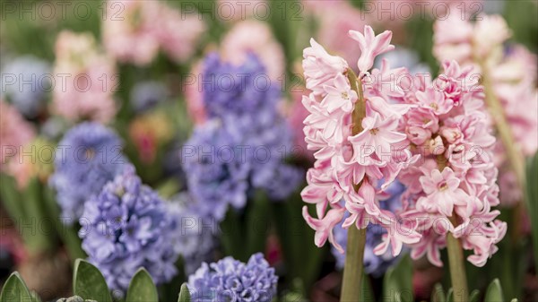 Assortment with colourful hyacinths