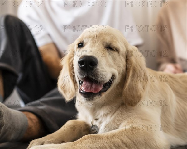 Man dog indoors