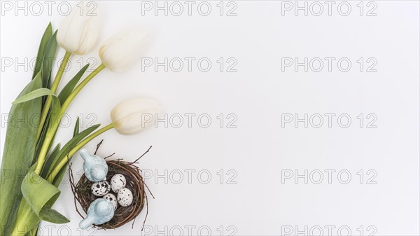 Tulips quail eggs nest