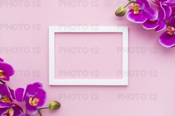Arrangement orchid flowers pink copy space background