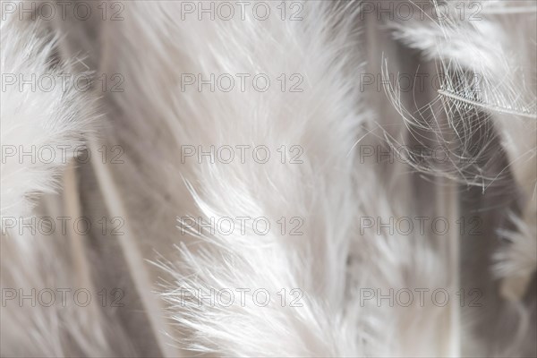 Close up white feathers organic background