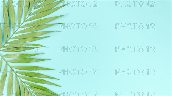 Two green palm leaves table