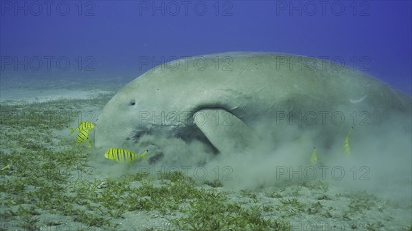 Sea Cow