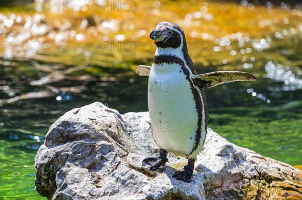 Northern rockhopper penguin