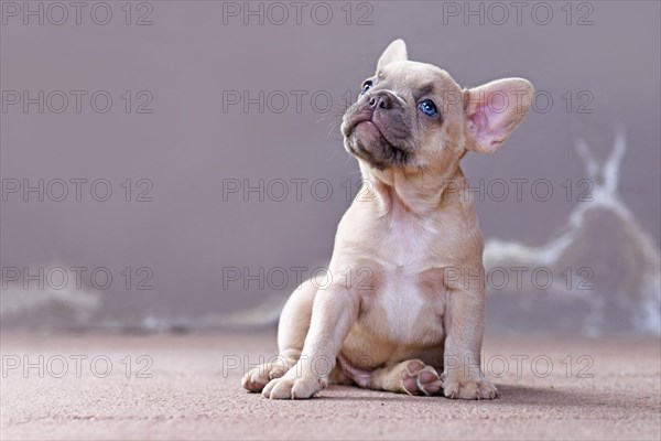 Dreamy small lilac fawn colored French Bulldog dog puppy with blue eyes looking up in front of gray wall