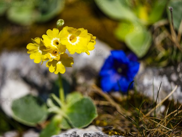 Alpine auricula