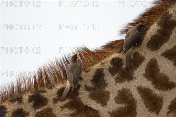 Red-billed oxpecker