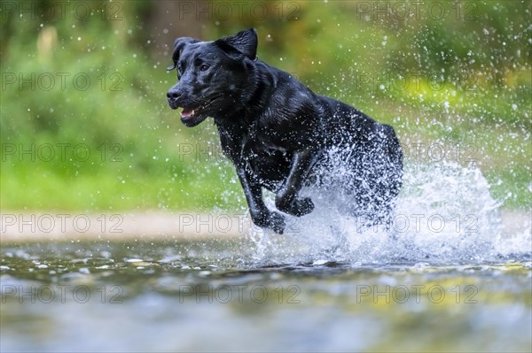 Labrador dog running through river Rems