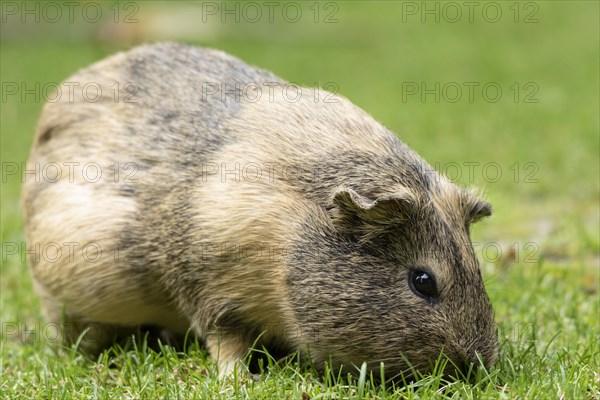 Domestic guinea pig