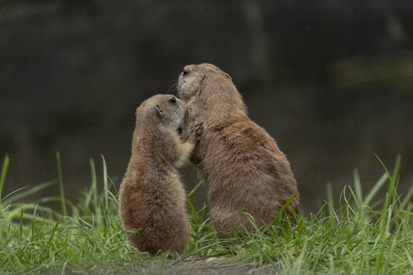 Black-tailed prairie dogs