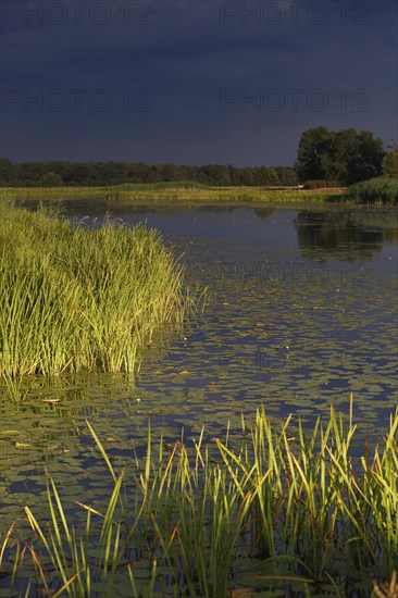 Evening mood in the floodplain forest