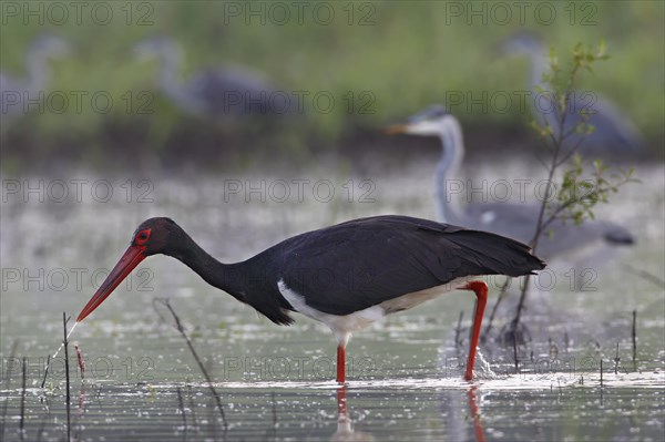 Black stork