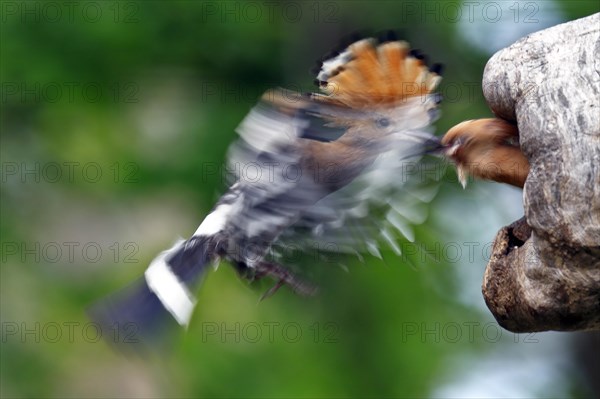 Hoopoe