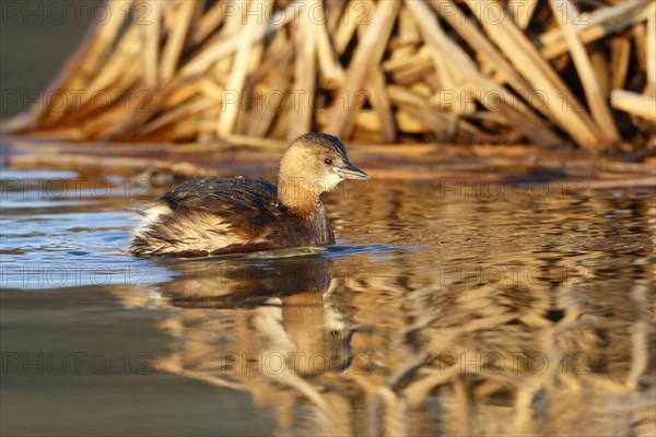 Little Grebe