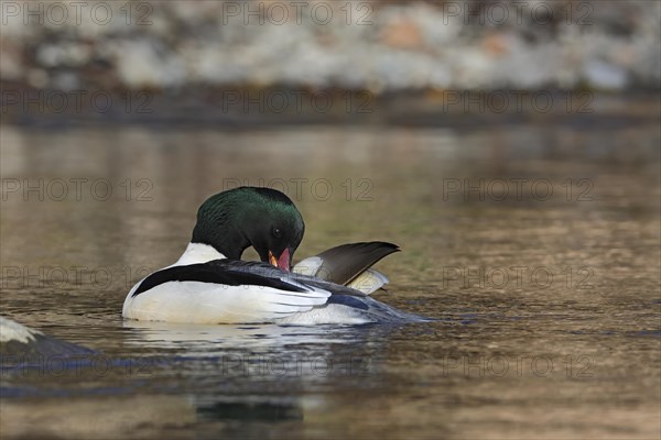 Common merganser