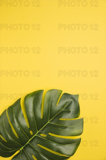 Leaf palm tree orange background