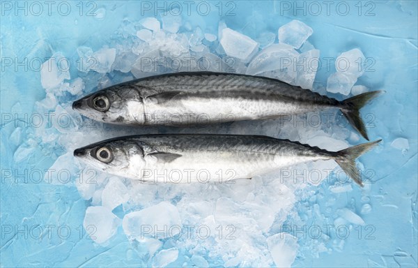 Top view pair fish with ice